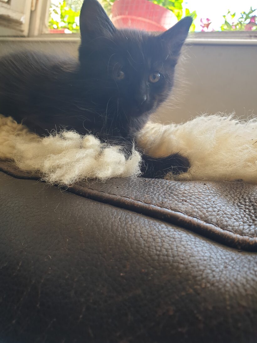 DAKOTA est réservée
