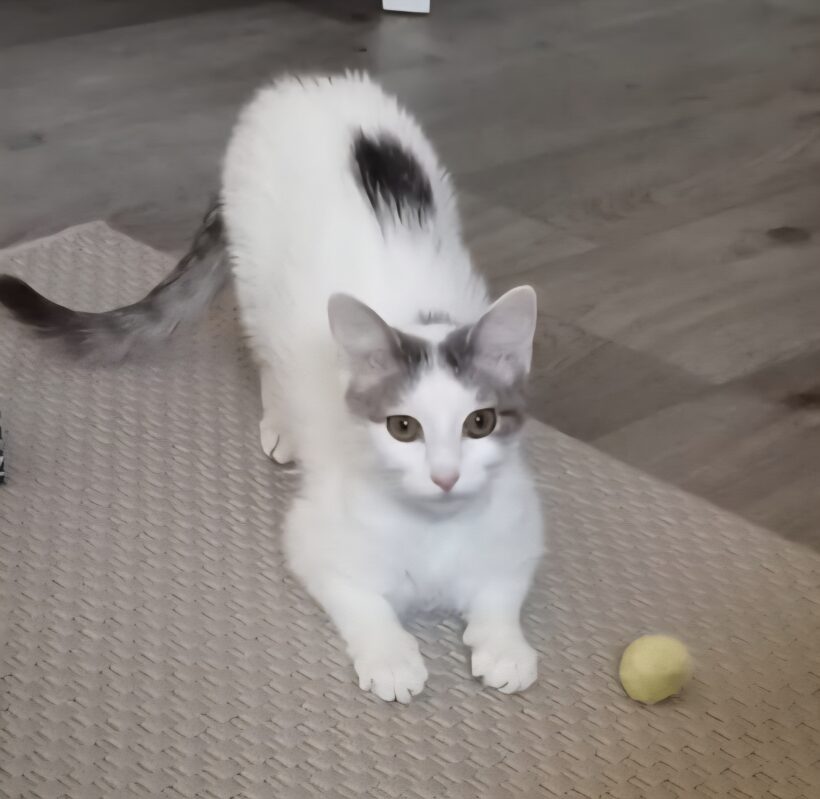 PITOU