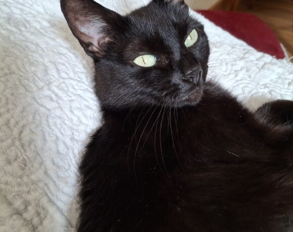 LIZZIE