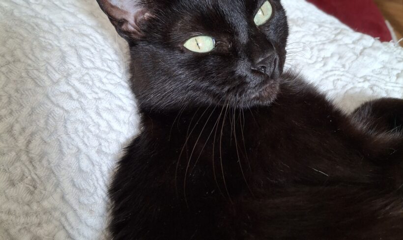 LIZZIE