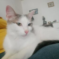 PITOU