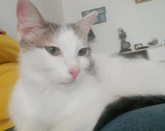 PITOU