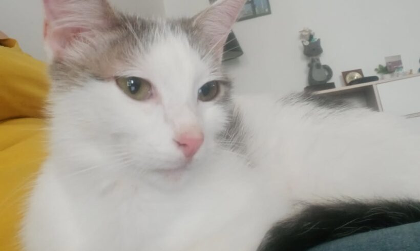 PITOU