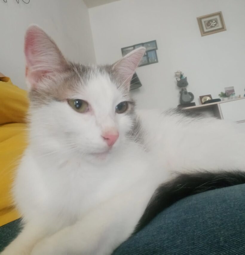 PITOU