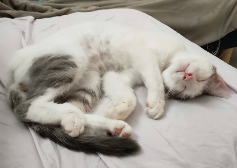 PITOU