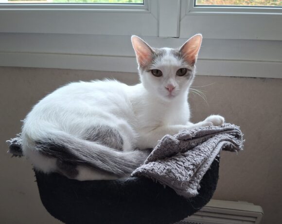 PITOU