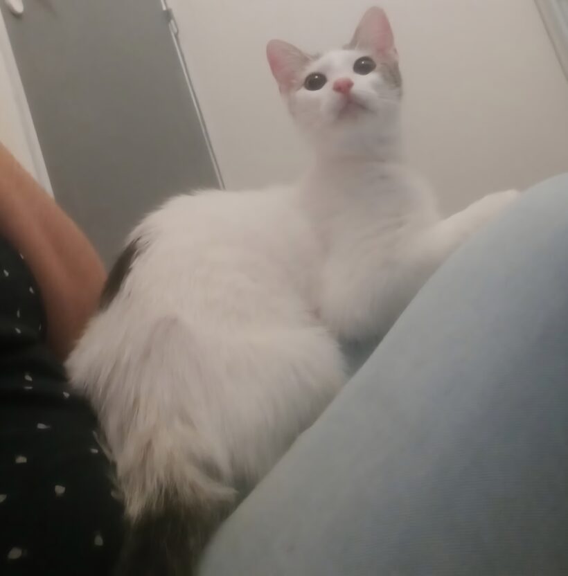 PITOU