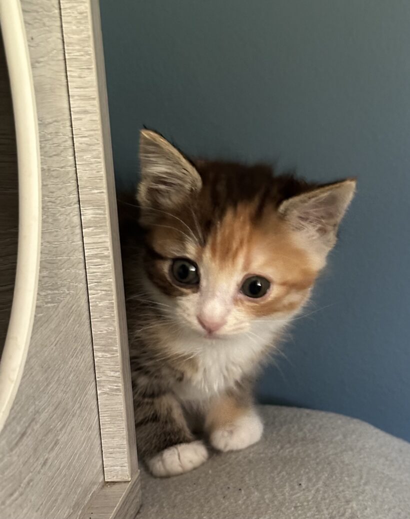SHELBY