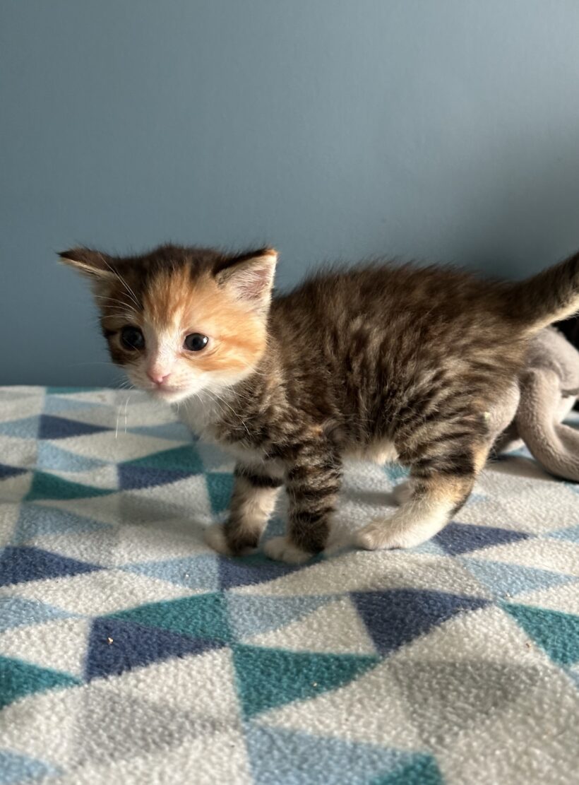SHELBY
