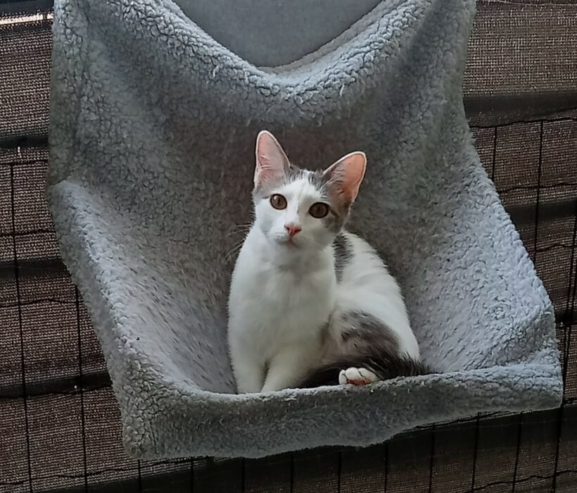 PITOU