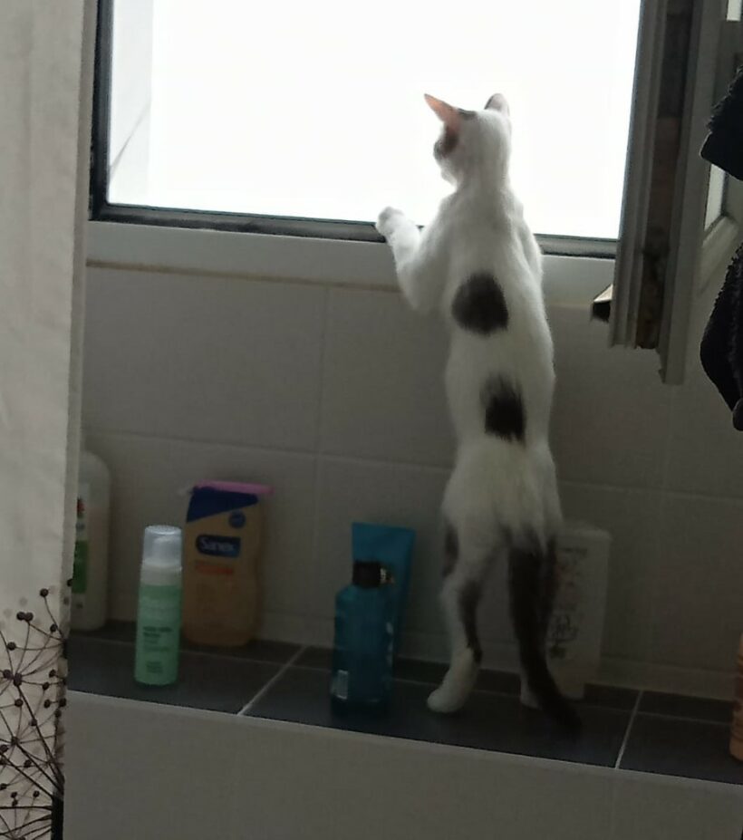 PITOU