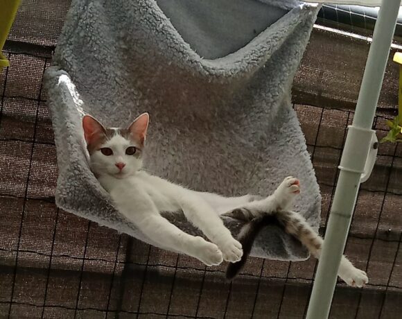 PITOU est réservé PITOU est réservé