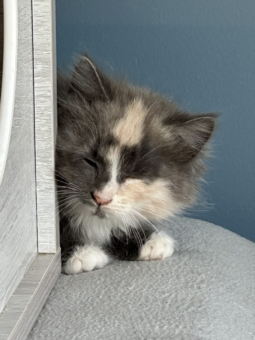 PELUCHE est réservée