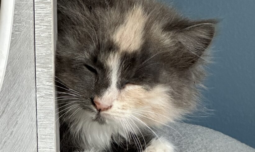 PELUCHE est réservée
