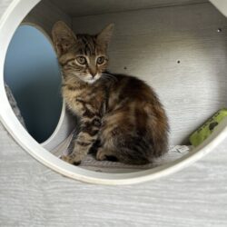 PRALINE