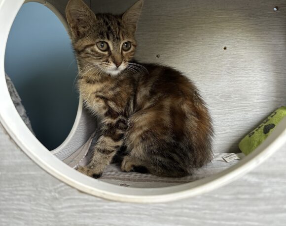 PRALINE