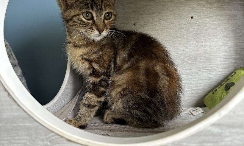 PRALINE