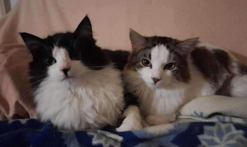 YUNNI et WILLIE