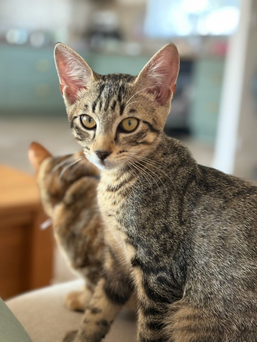 ALBUS