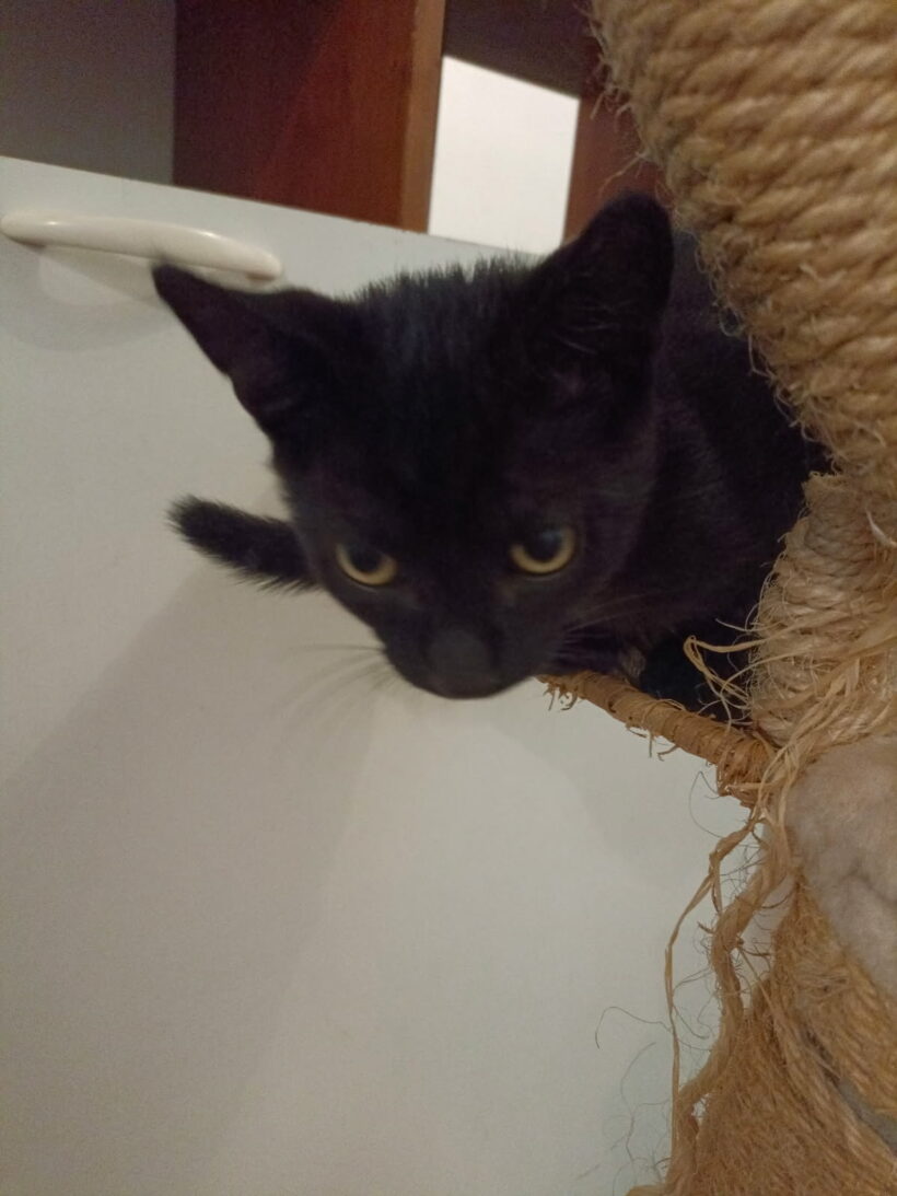 CEDRIC