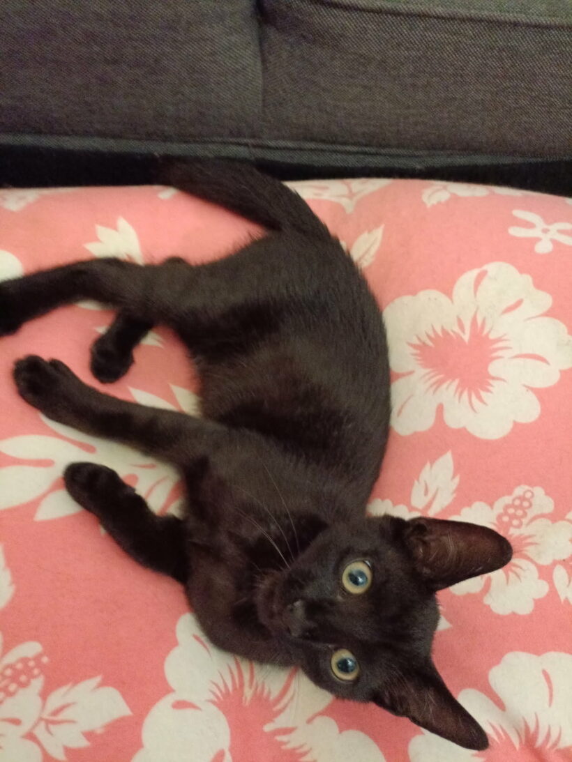 CEDRIC