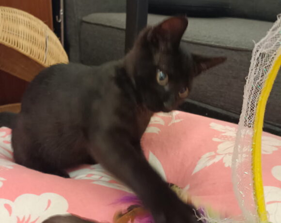 CEDRIC