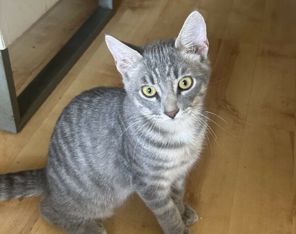 MISTICRI
