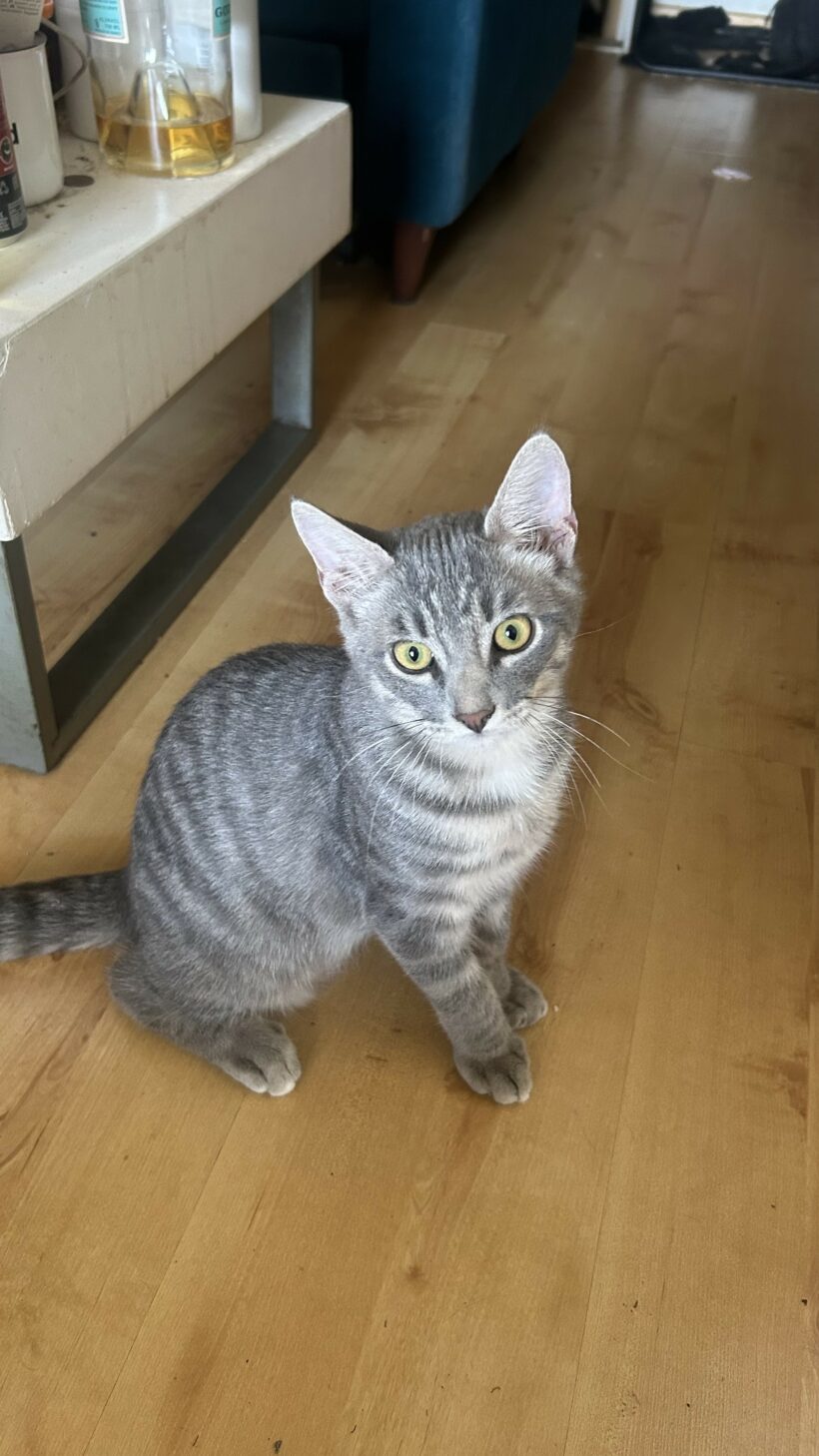 MISTICRI