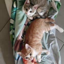 SATSUKE et MEÏ