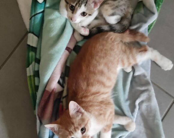 SATSUKE et MEÏ