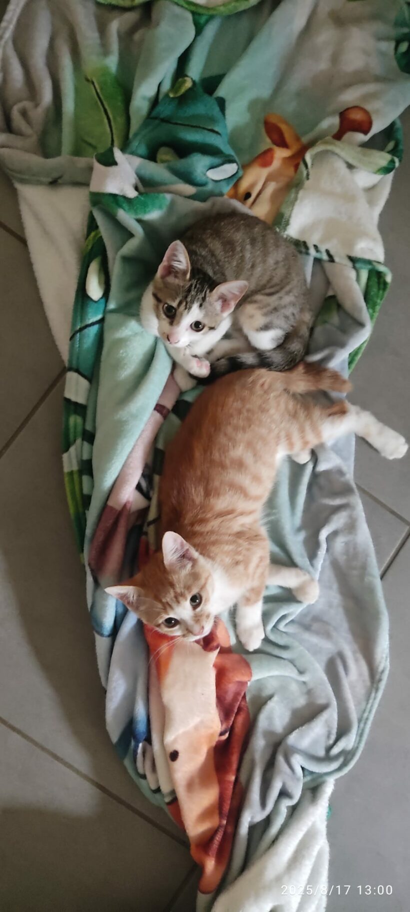 SATSUKE et MEÏ