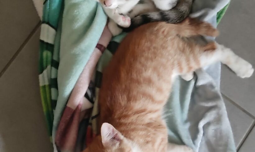 SATSUKE et MEÏ
