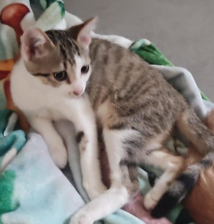 SATSUKE et MEÏ