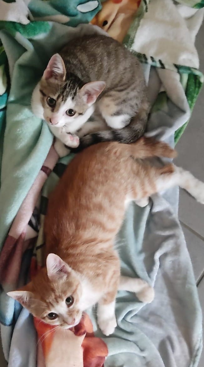 SATSUKE et MEÏ
