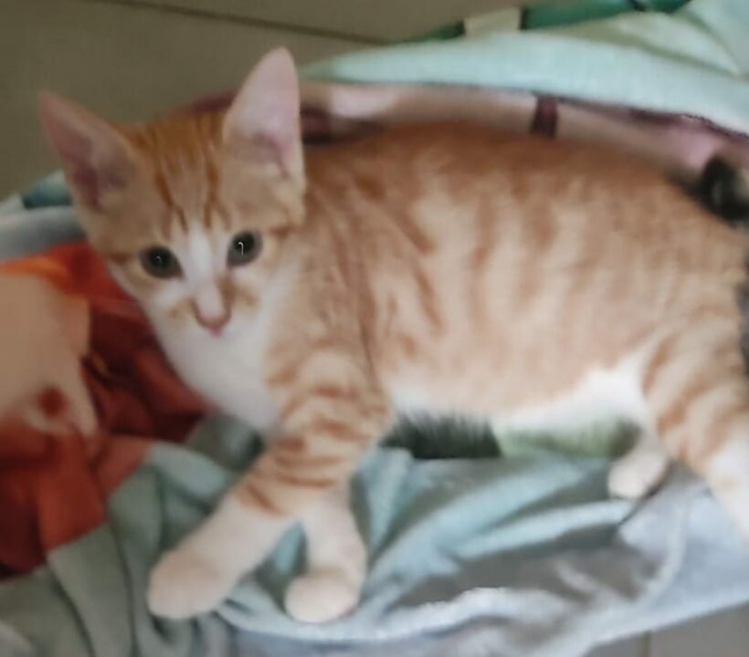 SATSUKE et MEÏ