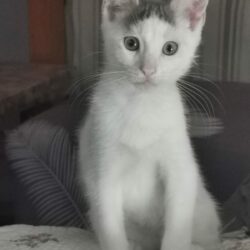 TOBY