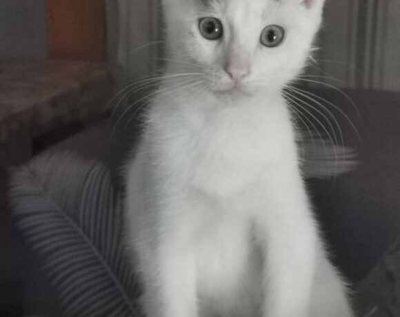 TOBY