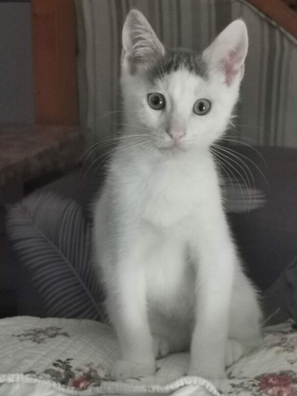 TOBY