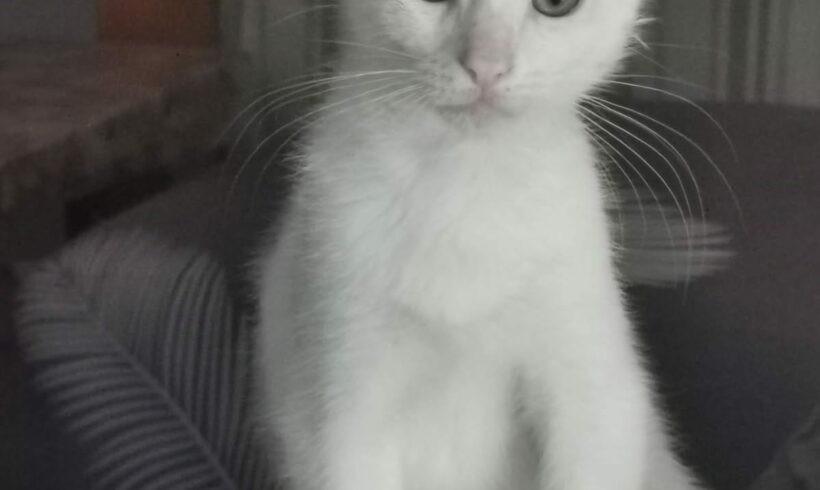 TOBY