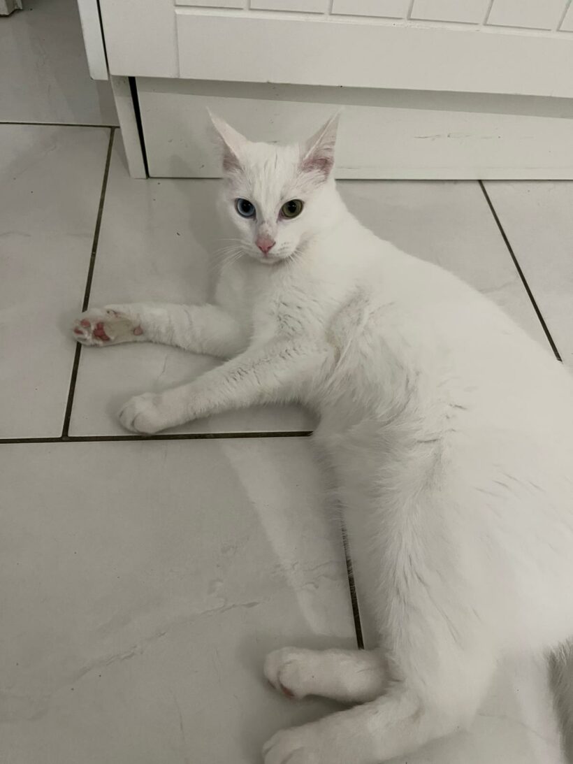 ZORBA