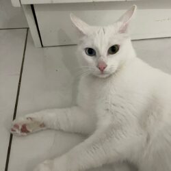 ZORBA
