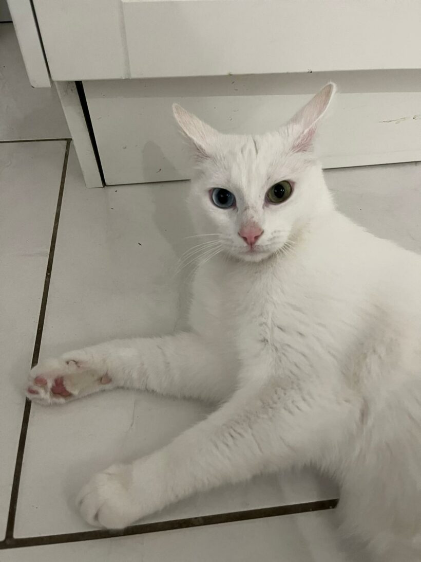 ZORBA