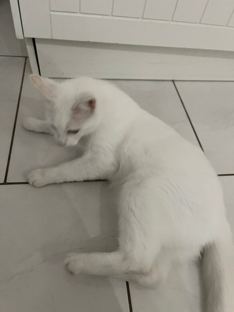 ZORBA