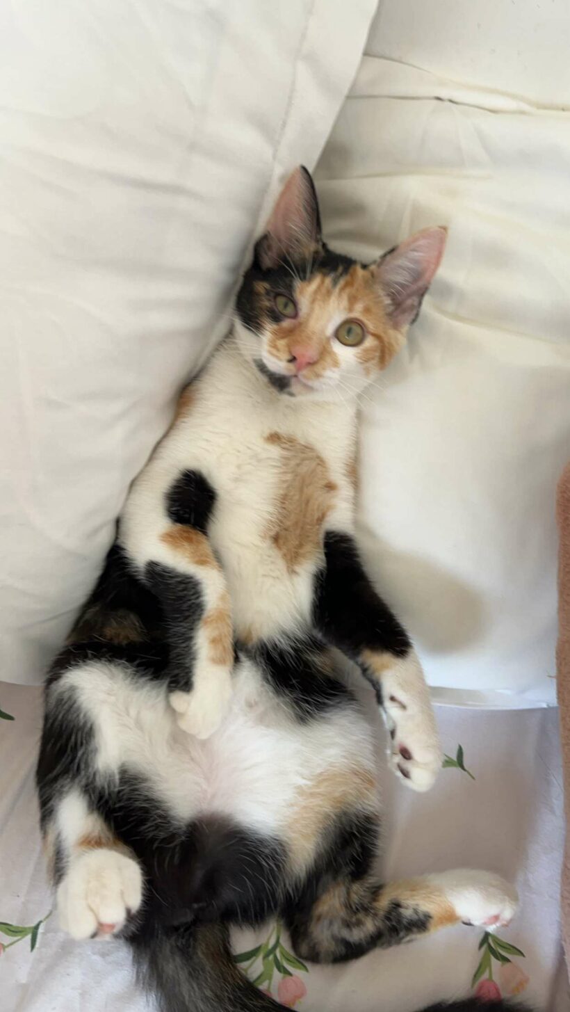 ABBY est réservée