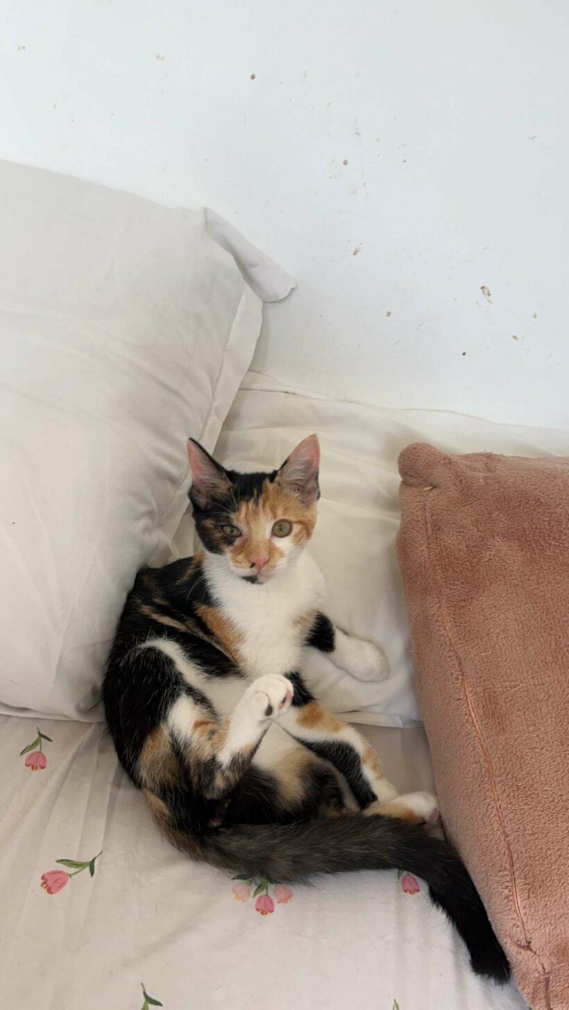 ABBY est réservée