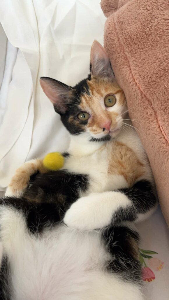 ABBY est réservée