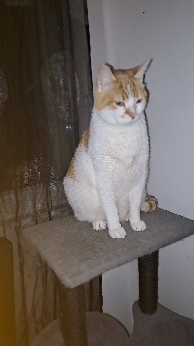 BOY