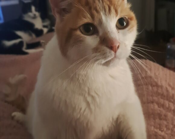 BOY