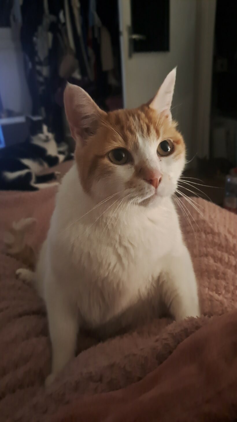 BOY