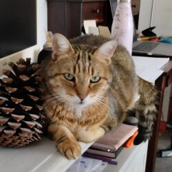 POMPONETTE